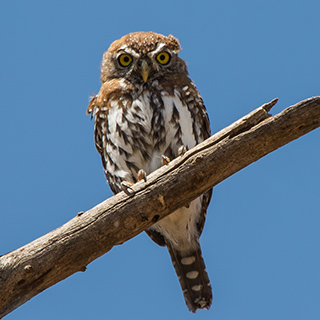 Samburu - Pearl-spotted owlet